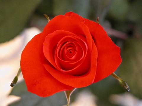 紅玫瑰