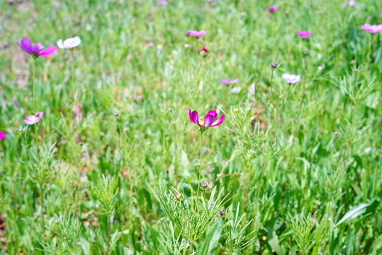 花草