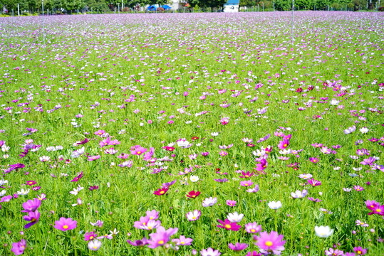 花叢景觀