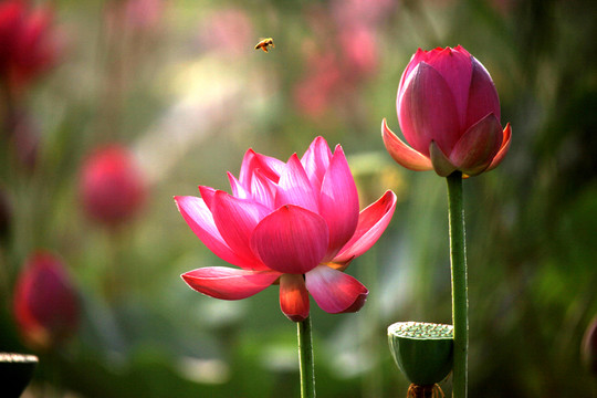 蜜蜂與荷花