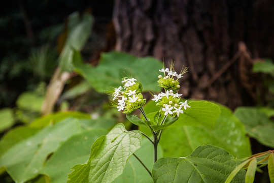 小花泡桐特寫