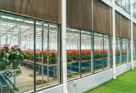 綠色植物基地