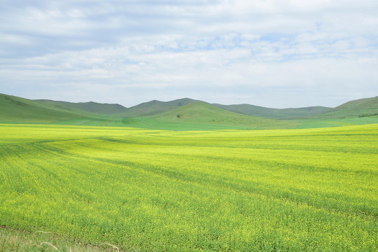 草原油菜花 高原風(fēng)光