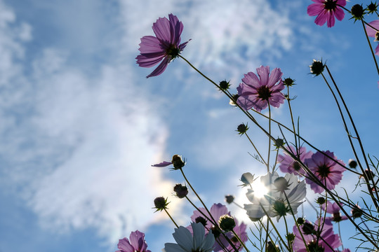 格桑花