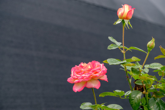 玫瑰花