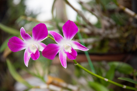兩朵蘭花