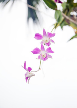 蘭花素材