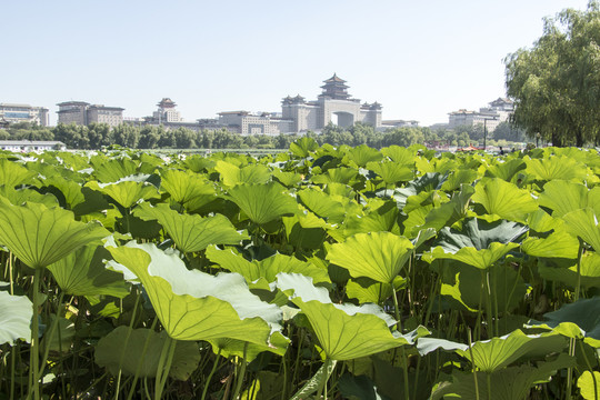 蓮花池公園