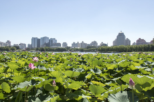 蓮花池公園