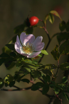 花卉