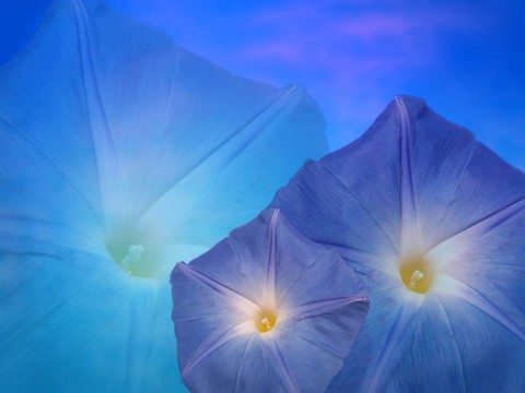 藍色的花