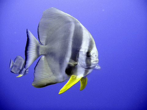 蝙蝠魚