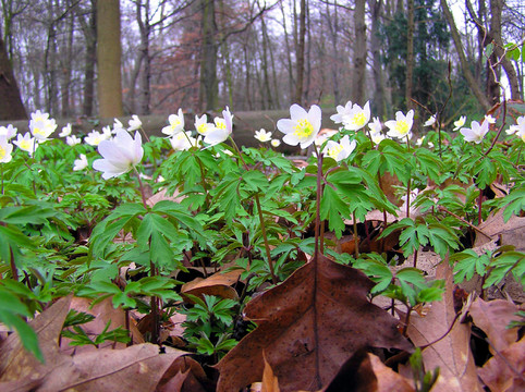 銀蓮花（Anemone）的形式在毛茛科的一個(gè)屬（毛茛科）。該屬約有150種，主要分布在北半球，主要分