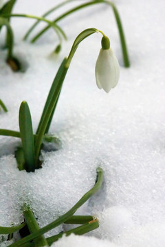 雪花蓮