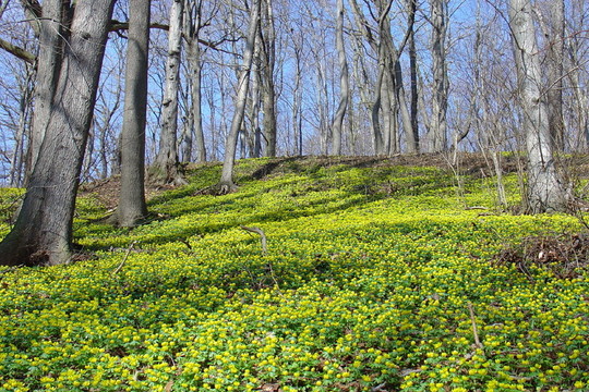 FRühlingsboten（2）