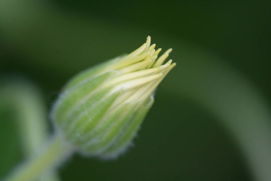精致的花邊