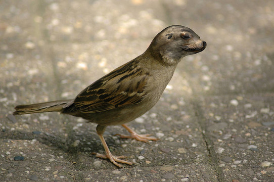 最后seespatz