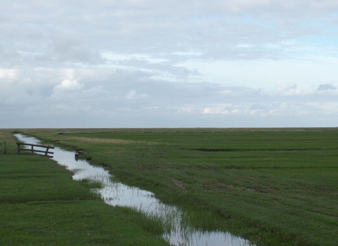salzwiese II