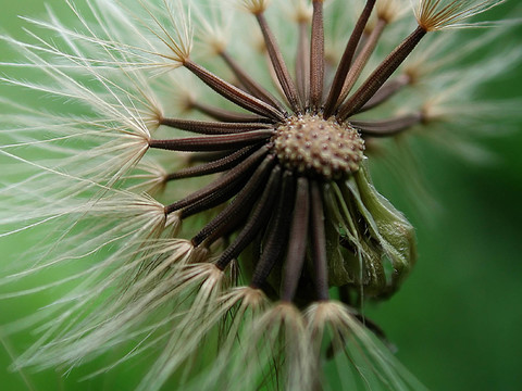 pusteblume 01
