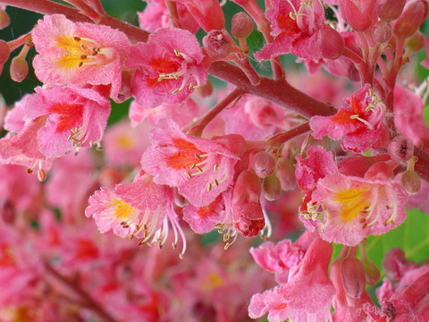 開花