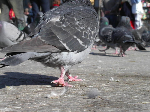 鳥