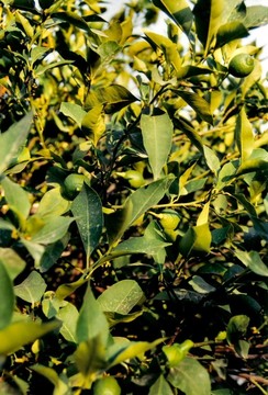 菩提樹