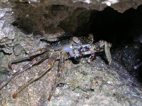 藏身處