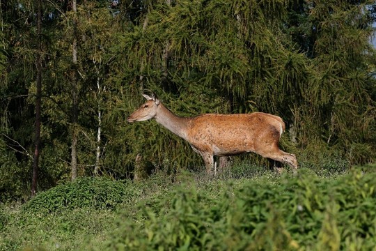 DOE [ 2004-1 ]