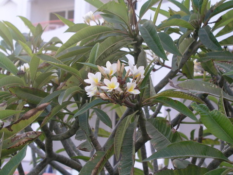 白色的百合花