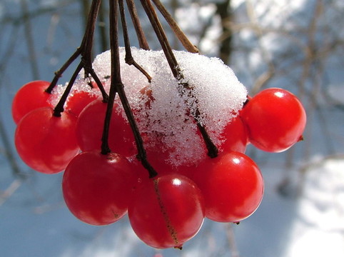 紅snowberries