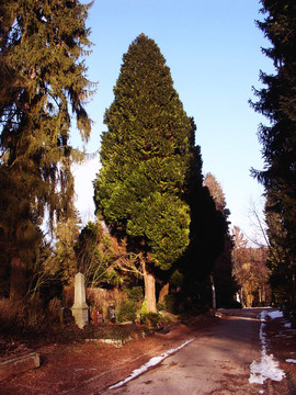 藍(lán)