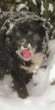 花園