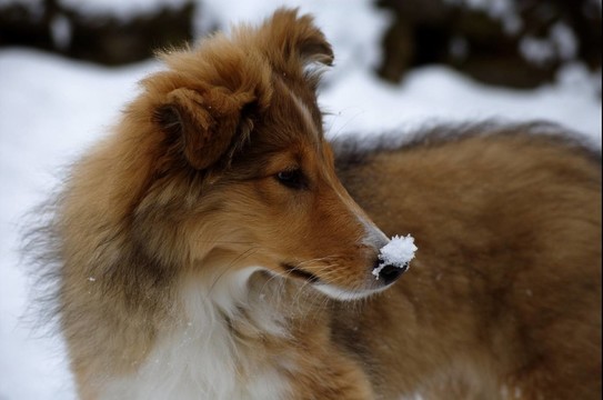 鼻子上的雪