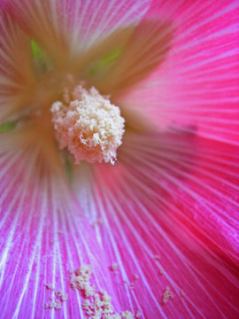 蜀葵Habito