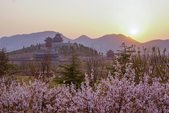 夕陽下的花