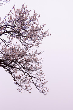 杏花樹枝