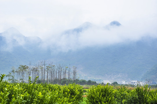 霧色山景