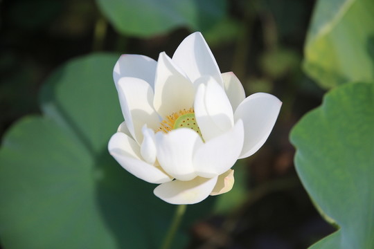 蓮花