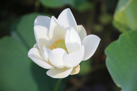 蓮花