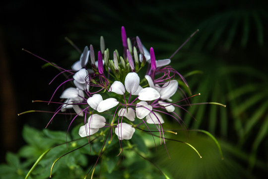 醉蝶花