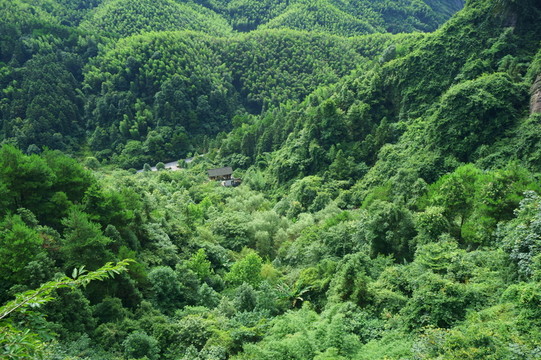 森林植被