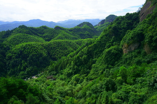 森林植被