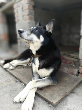狗