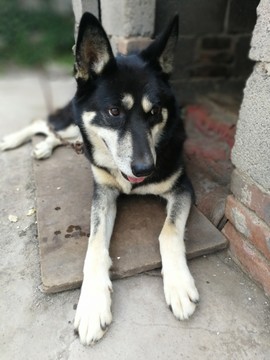 狗
