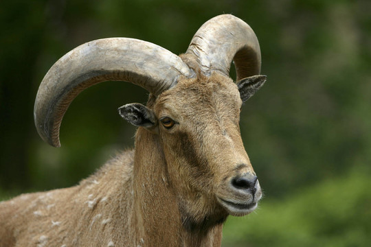 鬃毛RAM