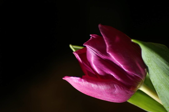 花（006）