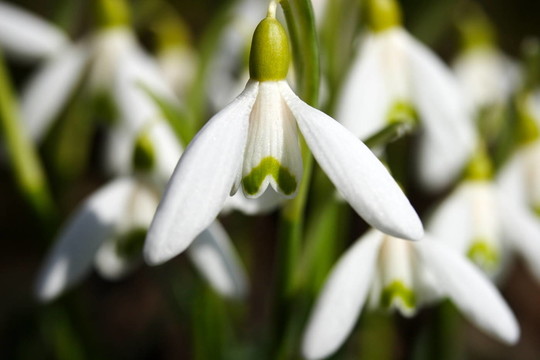 FRühlingsbote 9