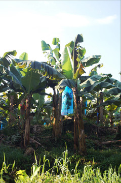 哥斯達(dá)黎加香蕉種植園