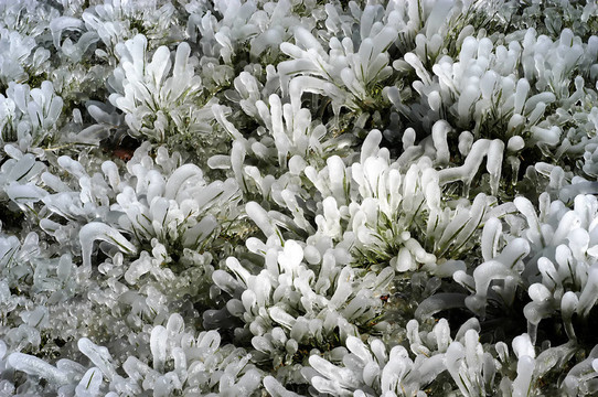 eisblumen