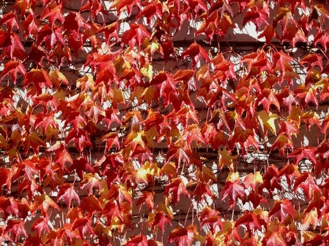 紅葉墻